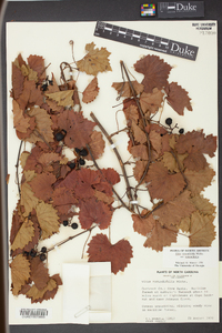 Vitis rotundifolia image