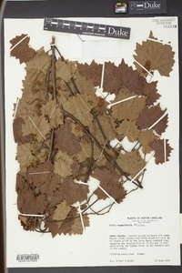 Vitis rotundifolia image