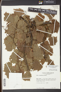 Vitis rotundifolia image