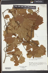 Vitis rotundifolia image