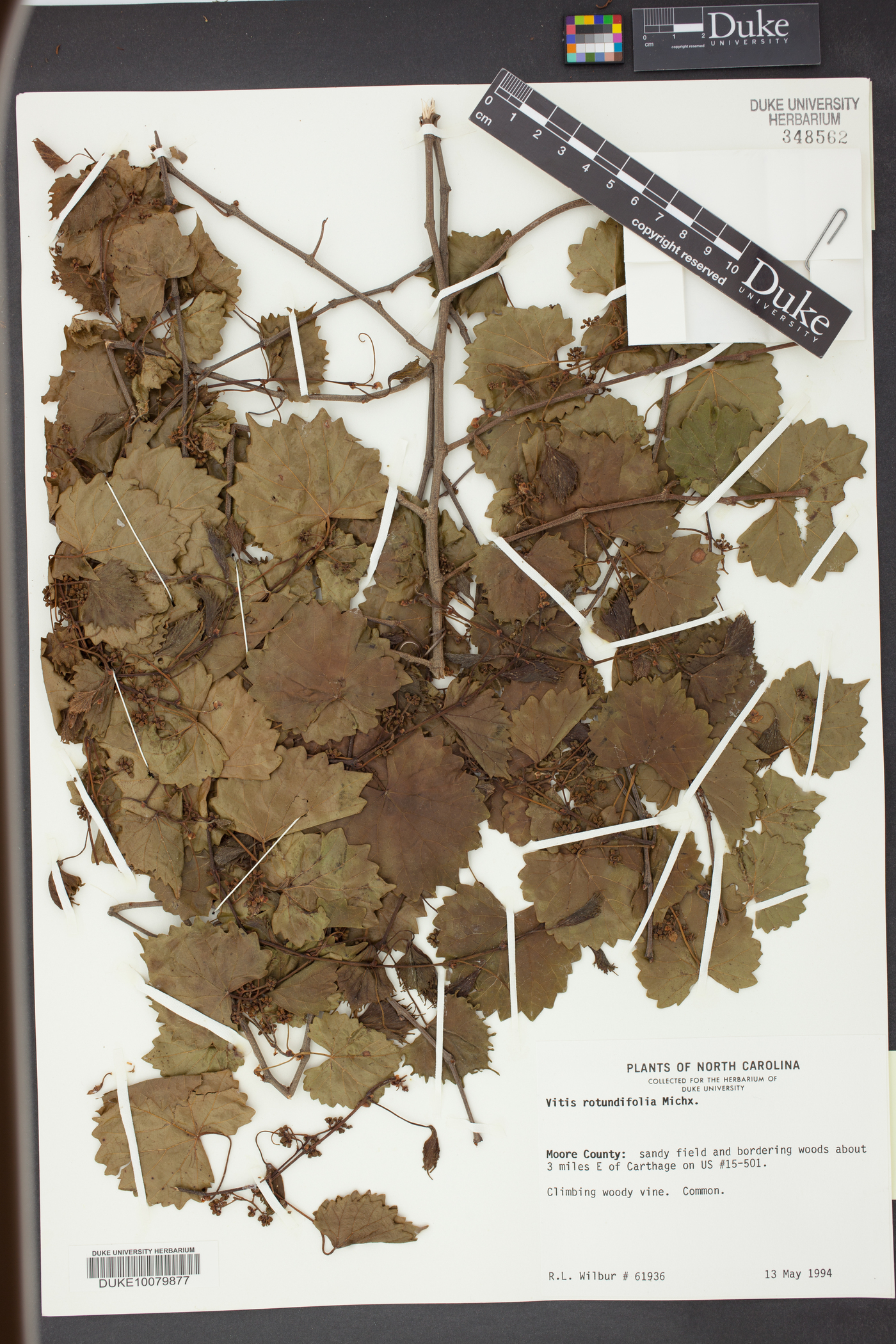 Vitis rotundifolia image