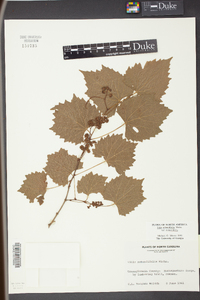 Vitis rotundifolia image