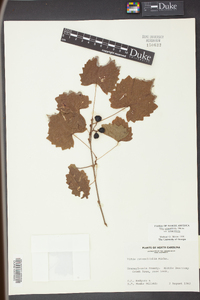 Vitis rotundifolia image