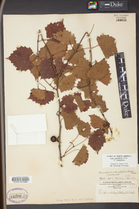 Vitis rotundifolia image