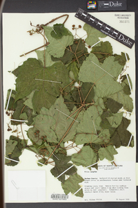 Vitis vulpina image