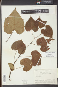 Vitis vulpina image