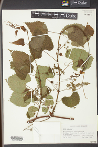 Vitis vulpina image