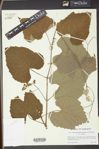 Vitis cinerea image