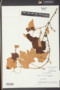 Vitis labrusca image