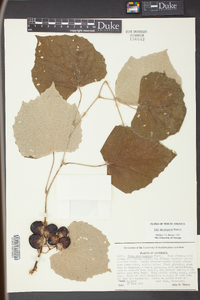 Vitis mustangensis image