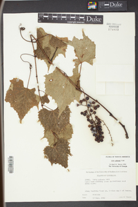 Vitis palmata image