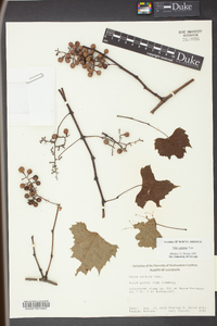 Vitis palmata image