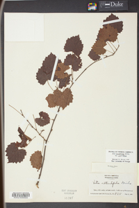 Vitis rotundifolia image