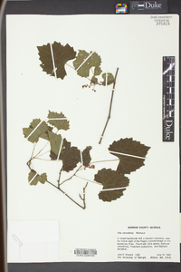 Vitis rotundifolia image