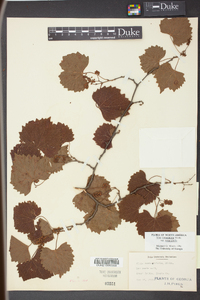 Vitis rotundifolia image