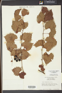 Vitis rotundifolia image