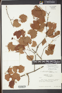 Vitis rotundifolia image