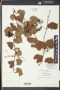 Vitis rotundifolia image