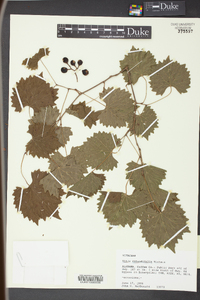 Vitis rotundifolia image