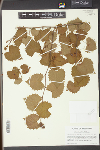 Vitis rotundifolia image