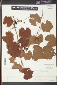 Vitis rotundifolia image