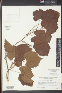 Vitis rotundifolia image