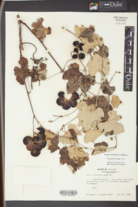 Vitis shuttleworthii image