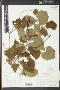 Vitis vulpina image