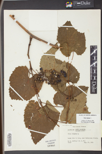 Vitis vulpina image