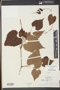 Vitis vulpina image