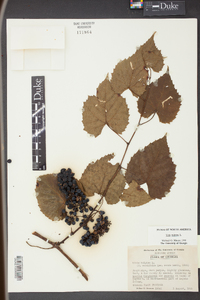 Vitis vulpina image