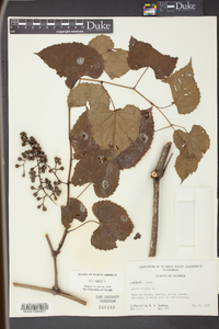 Vitis vulpina image