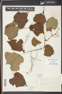 Vitis vulpina image