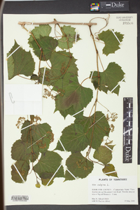 Vitis vulpina image