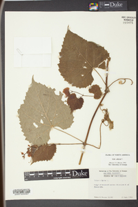 Vitis vulpina image