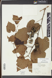 Vitis vulpina image