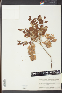 Alvaradoa amorphoides image