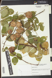 Staphylea trifolia image