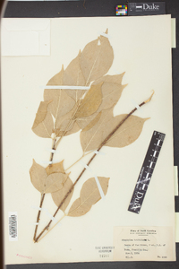 Staphylea trifolia image