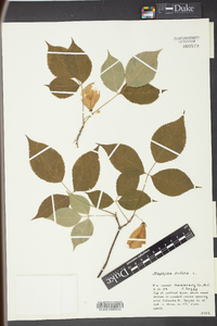 Staphylea trifolia image