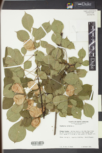 Staphylea trifolia image