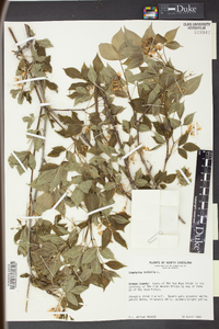 Staphylea trifolia image