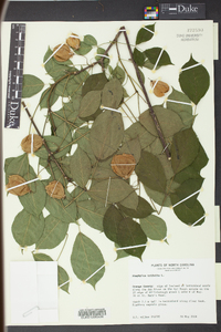 Staphylea trifolia image