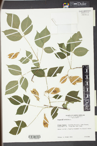 Staphylea trifolia image