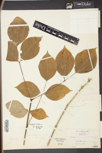 Staphylea trifolia image