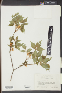 Staphylea trifolia image