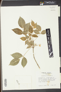 Staphylea trifolia image