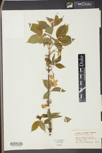 Staphylea trifolia image