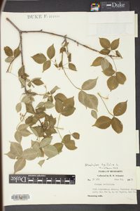 Staphylea trifolia image