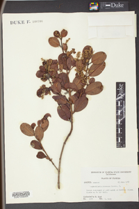 Laguncularia racemosa image